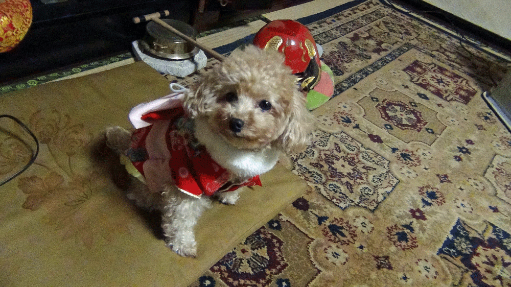 b0098881_15454469.gif