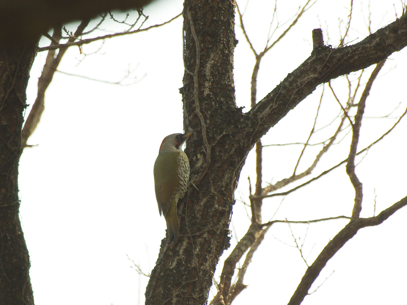 f0160222_201101.jpg