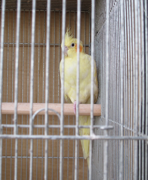 a0058124_10463271.png