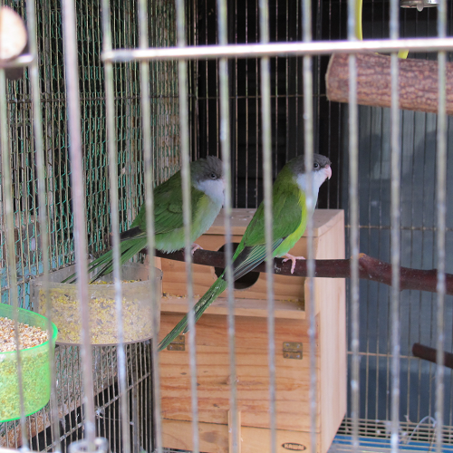 a0058124_10501519.png