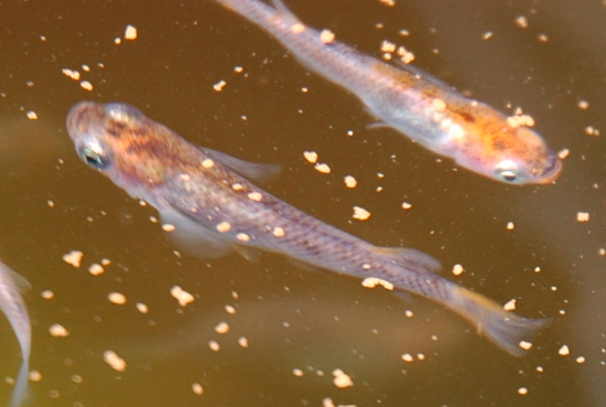 e0097534_1765369.jpg