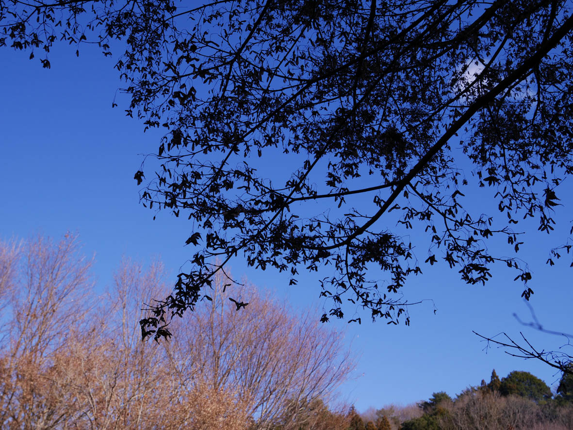 e0064400_16574225.jpg