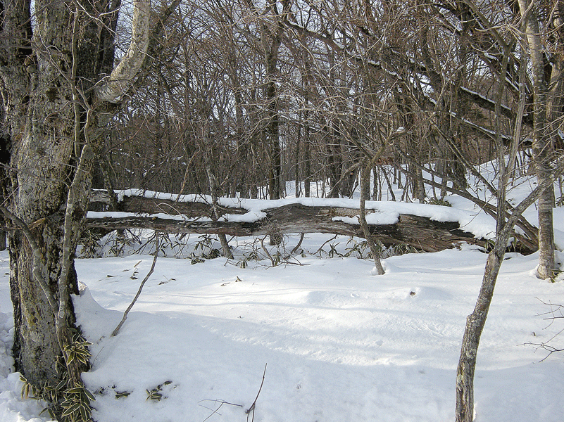 a0001354_2247825.gif