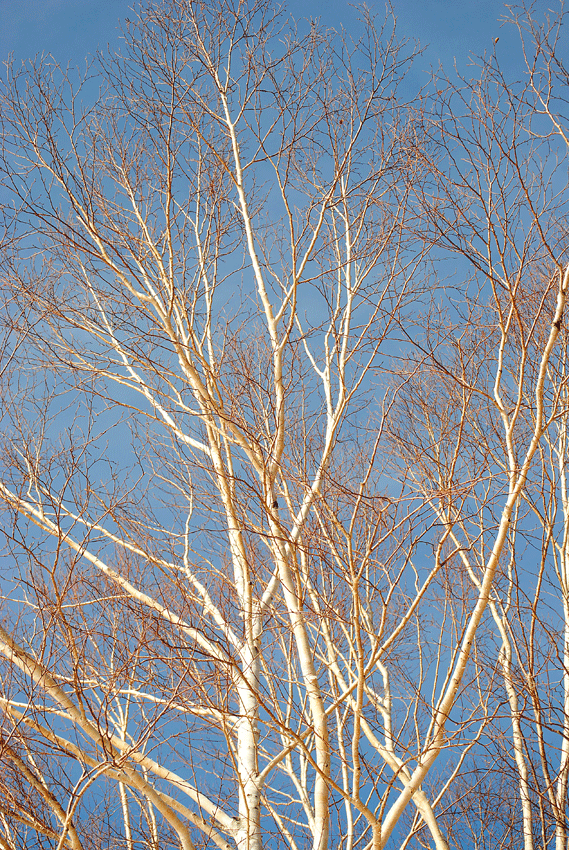 a0001354_2254583.gif