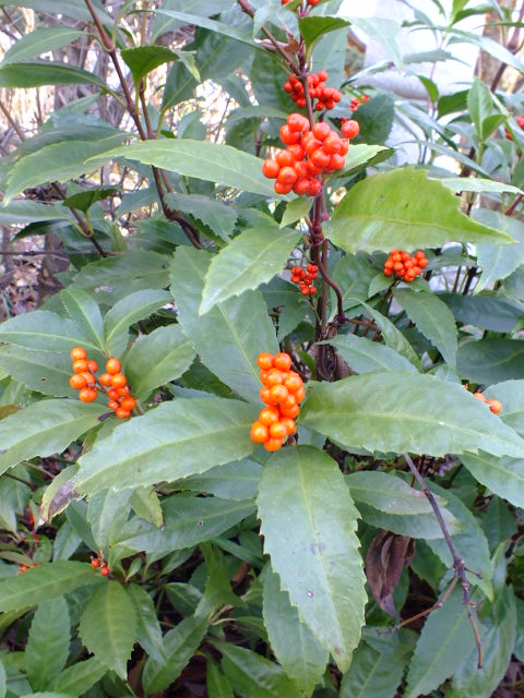 e0145782_16504658.jpg