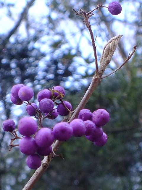 e0145782_1655699.jpg