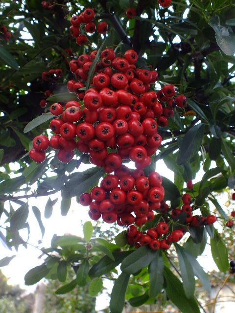 e0145782_16572533.jpg