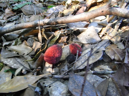 f0187402_2058090.jpg