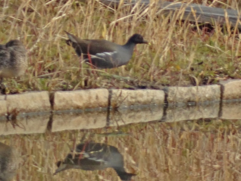 c0042418_8581542.jpg