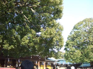 c0011862_111612.jpg