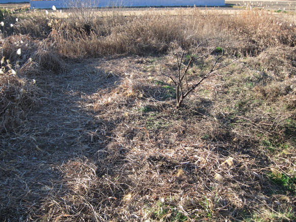 e0205374_1935378.jpg