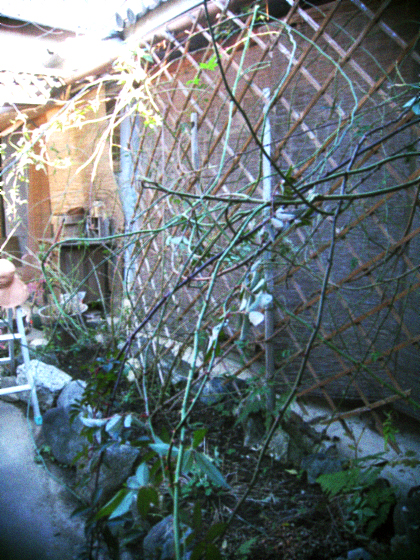 d0077603_9243647.jpg