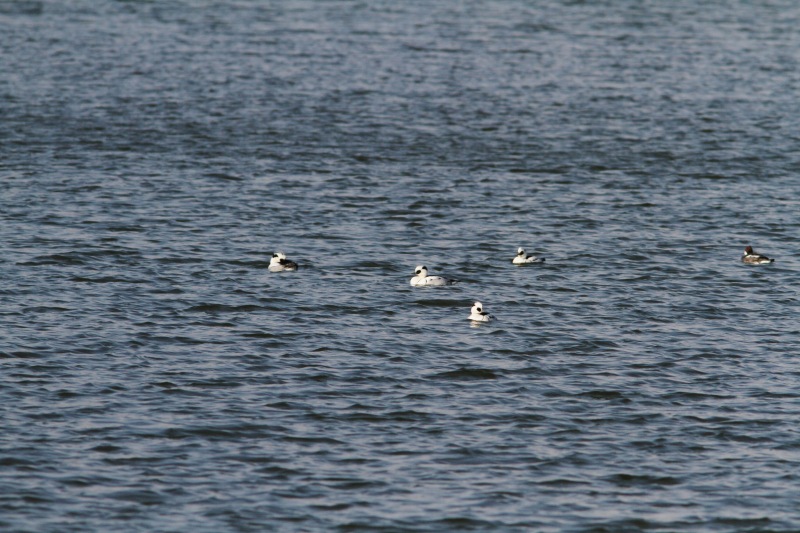c0172139_11344275.jpg