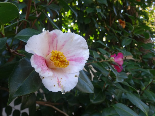 b0299042_2113819.jpg