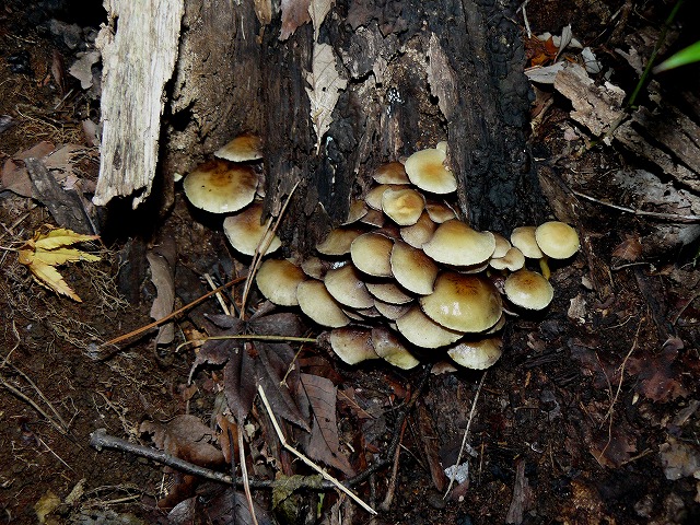 d0019074_1131116.jpg