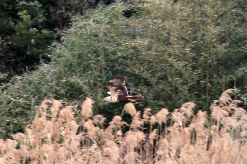 a0127090_21301894.jpg