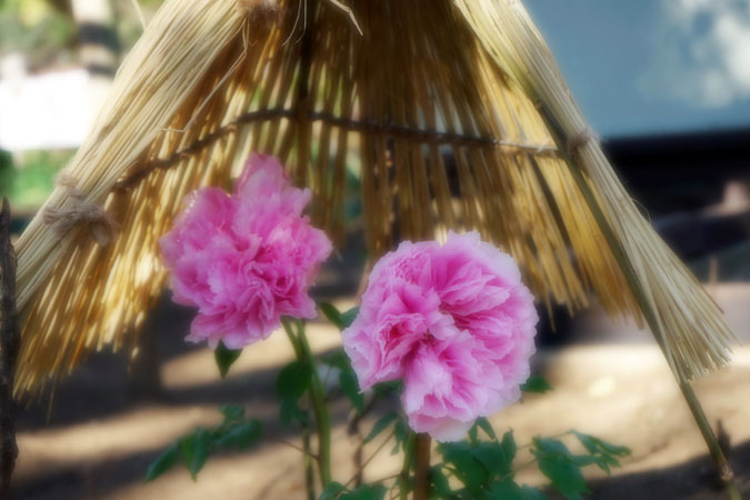 a0263109_2035539.jpg