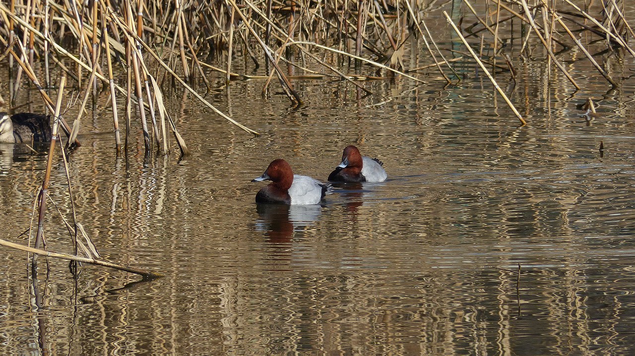 a0185081_1582826.jpg