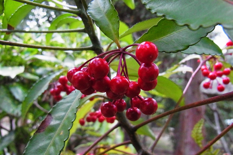 a0017634_1195586.jpg
