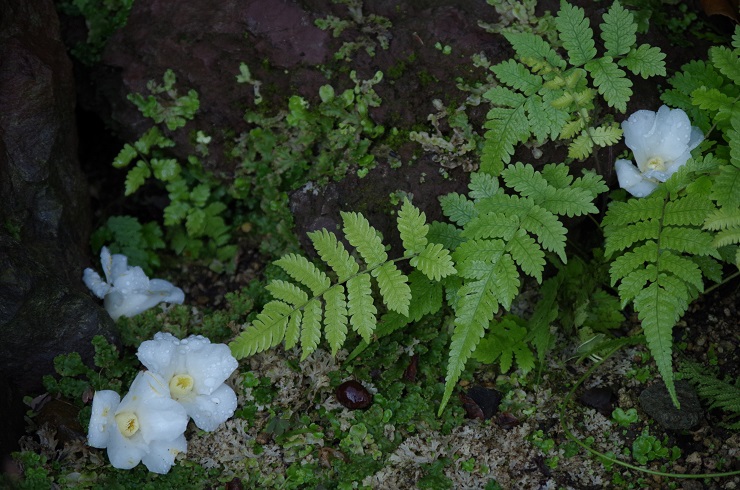 d0165741_1610539.jpg