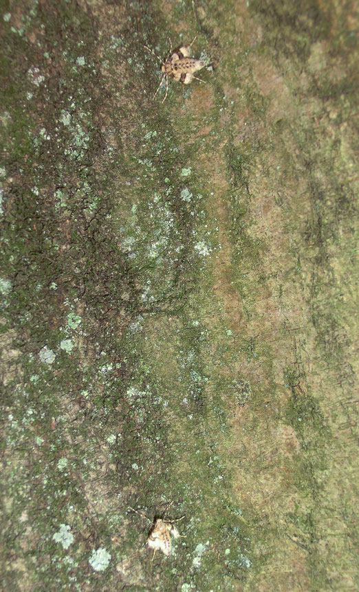 a0126632_2131613.jpg