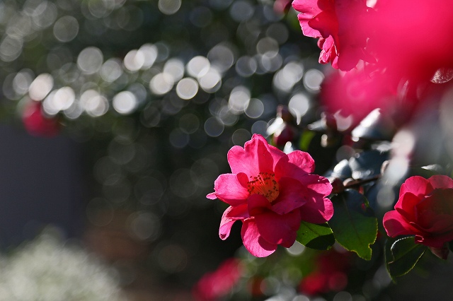a0242438_20534196.jpg