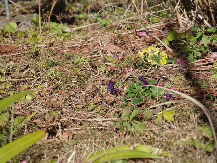e0276411_1256445.jpg