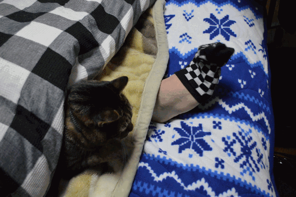 c0136736_21204722.gif