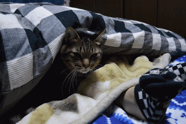 c0136736_21205677.gif