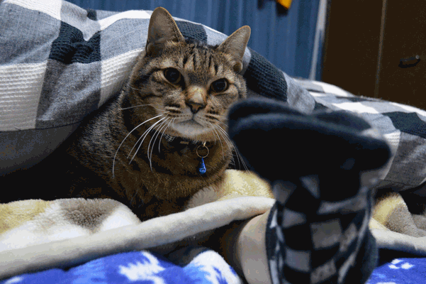 c0136736_2121555.gif