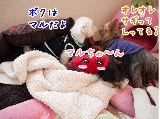 e0248268_17115047.gif