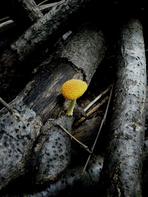d0019074_11332357.jpg