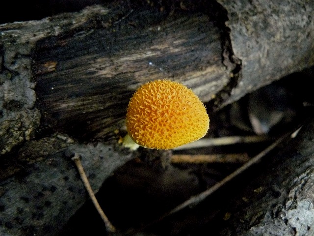 d0019074_11335372.jpg