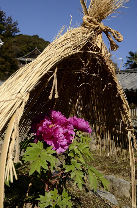f0108478_2042450.jpg