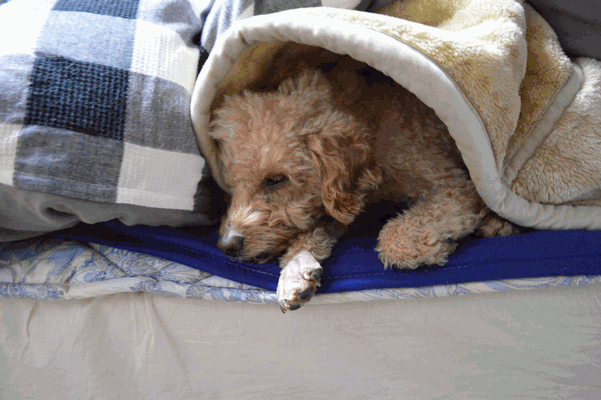 c0136736_19111496.gif