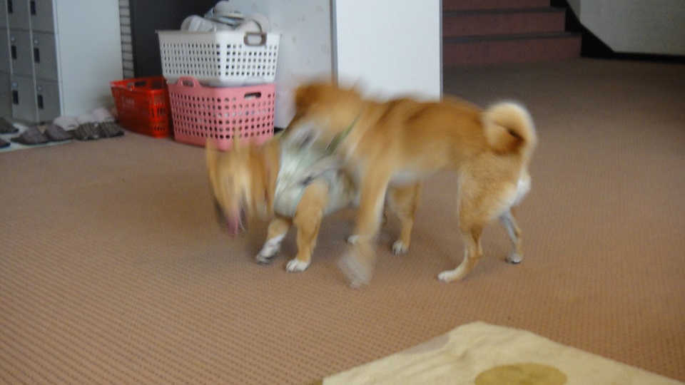 e0200357_0561264.jpg
