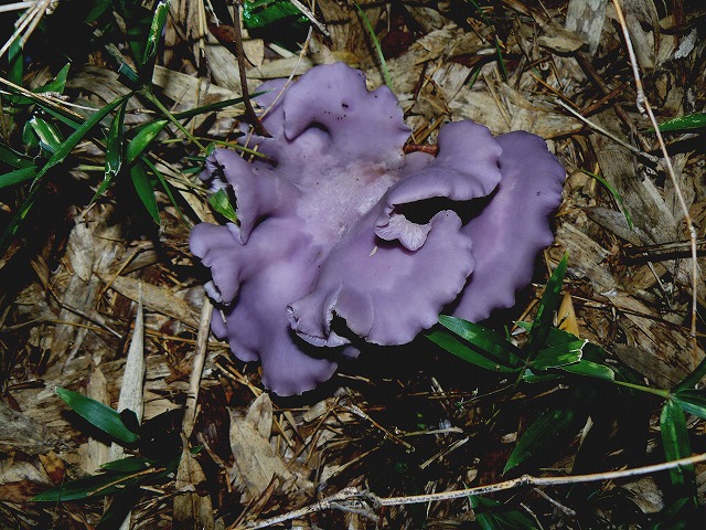 d0019074_104223.jpg