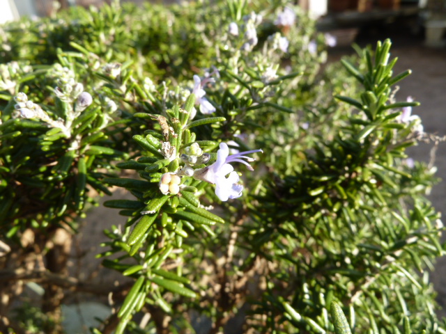e0278968_2357191.jpg
