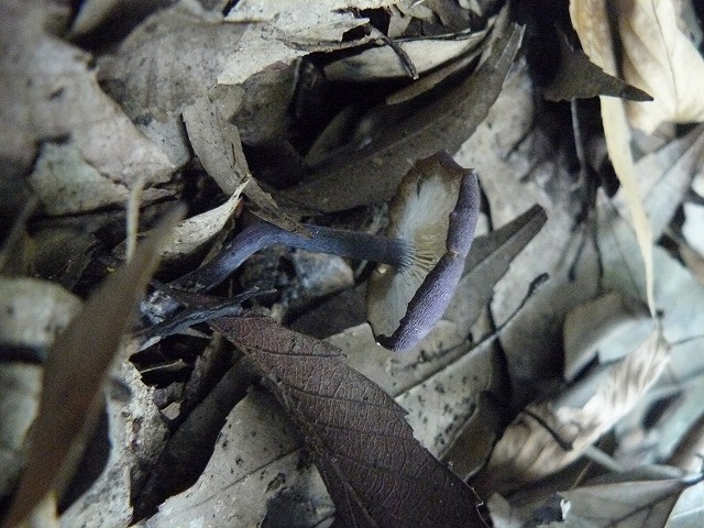 d0019074_919918.jpg
