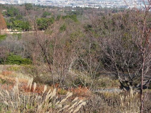 a0251786_20164487.jpg