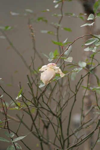 c0186463_1553153.jpg