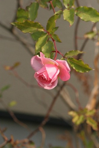 c0186463_1559058.jpg
