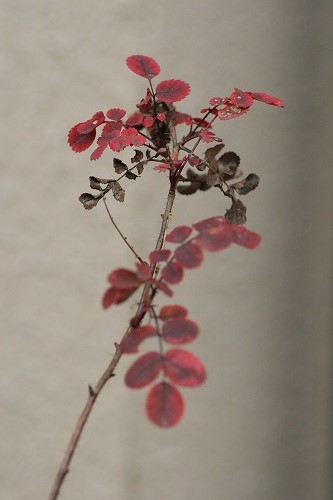c0186463_169482.jpg
