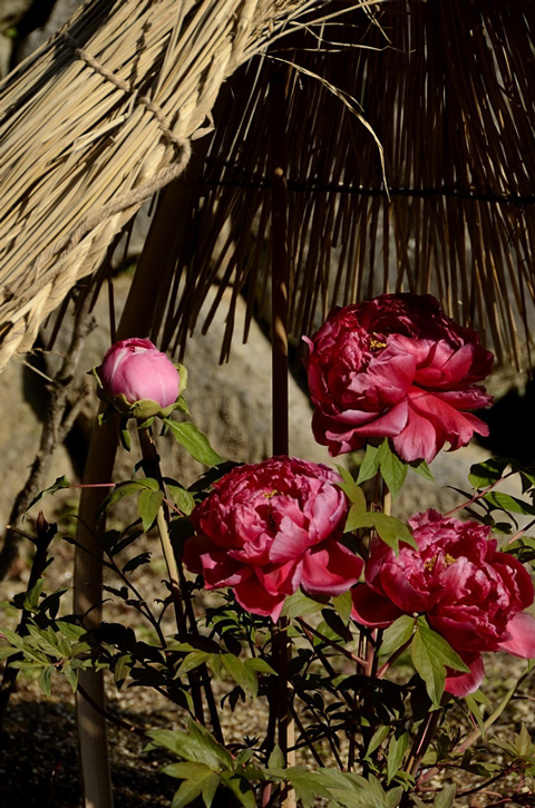 f0108478_20273726.jpg