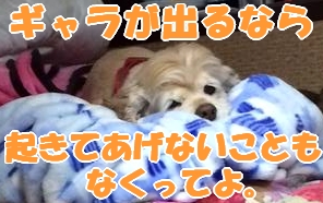 にほんブログ村 犬ブログ アメリカンコッカースパニエルへ