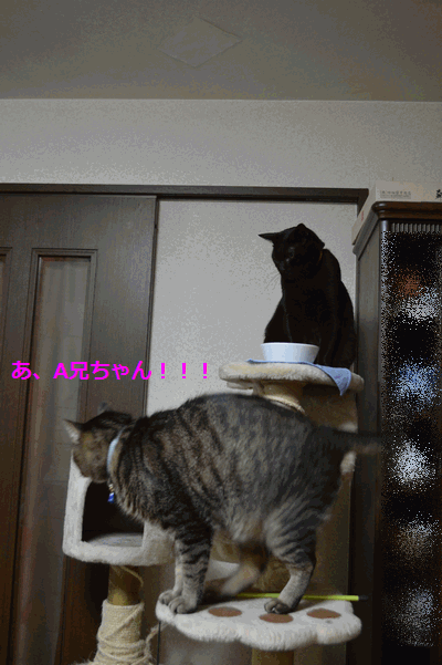 c0136736_17564748.gif