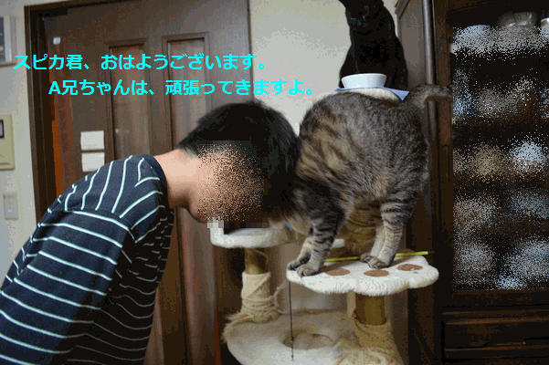 c0136736_17565540.gif