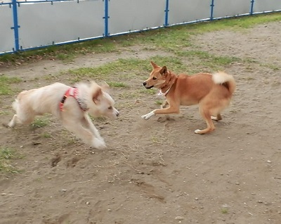 d0169340_132019.jpg