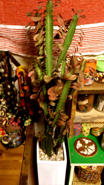 e0062884_083299.jpg