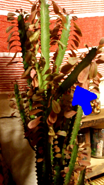 e0062884_083718.jpg